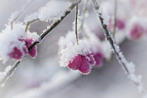 Spindle Tree, Euonymus europaeus, close view of orange berries inside pink outer cases covered in snow.