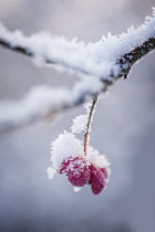 Spindle Tree, Euonymus europaeus, single pink outer case for the berry covered in snow.
