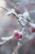 Spindle Tree, Euonymus europaeus, single pink outer case which has dropped the berry, covered in snow.