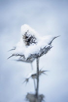 Sea holly or Miss Wilmott's ghost, Eryngium giganteum, seedhead filled with snow.