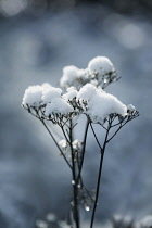 Yarrow, Achillea, dead flowerrheads covered in snow against a dappled blue background.