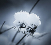 Sea holly, Eryngium planum, Two snow topped seedheads.