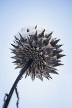 Cardoon, Cynara cardunculus, Seedhead with snow on it viewed from beneath.