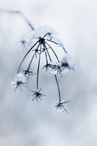 Bronze fennel, Foeniculum vulgare 'Purpureum', dead flowerheads bent over with the weight of snow and icicles.