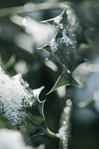 Close up of Holly, Ilex aquifolium leaves with melting snow against a dappled background.