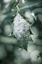 Close up of single Holly, Ilex aquifolium leaf with melting snow against a dappled background.