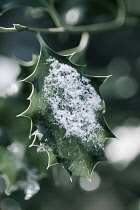 Close up of single Holly, Ilex aquifolium leaf with melting snow against a dappled background.