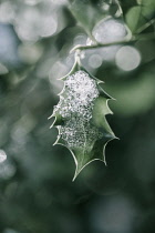 Single Holly, Ilex aquifolium leaf with melting snow against a dappled background.