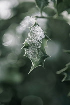 Single Holly, Ilex aquifolium leaf with melting snow against a dappled background.