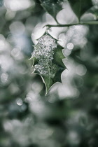 Single Holly, Ilex aquifolium leaf with melting snow against a dappled background.