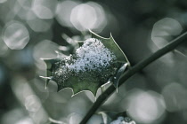 Single Holly, Ilex aquifolium leaf with melting snow against a dappled background.