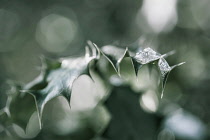 Close up of Holly, Ilex aquifolium leaves with melting snow against a dappled background.