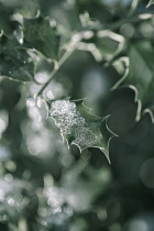 Holly, Ilex aquifolium leaves with melting snow against a dappled background.