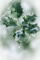 Holly, Ilex aquifolium leaves with melting snow against a faded soft background.