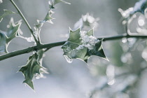 Holly, Ilex aquifolium leaves on a twig with melting snow against a dappled background.