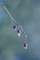 Hawthorn, Crataegus laevigata, Three berries or 'haws' on a twig with icicles hanging from each, against a soft focus blue green background.