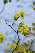 Sycamore, Acer pseudoplatanus, Close up of leaves on the tree growing outdoor.