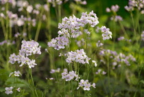 Cuckoo flower, Cardamine pratensis, growing outdoor in a garden.