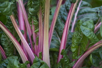 Swiss chard, Beta vulgaris 'Bright Lights', close up of the colourful stems.