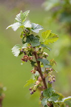 Currant, Blackcurrant:Ribes nigrum 'Ben Nevis', Growing outdoor on the bush.