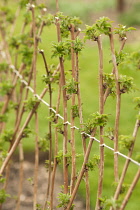 Raspberry, Rubus idaeus 'Glen rosa', growing outdoor against wire support.