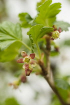 Gooseberry, Ribes uva-crispa 'Black velvet', growing outdoor on the plant.