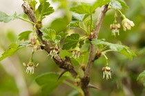 Gooseberry, Ribes uva-crispa 'Black velvet', growing outdoor on the plant.