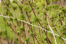 Raspberry, Rubus idaeus 'Glen rosa', growing outdoor on the bush against wire support.