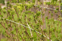 Raspberry, Rubus idaeus 'Glen rosa', growing outdoor on the bush against wire support.