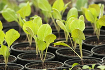 Brussel sprout,Brassica oleracea var. gemmifera 'Nautic', seedlings growing in small pots.