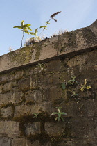 Buddleja, Buddleja davidii, growing onm urban brick wall in London.