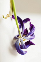 Tulip, Tulipa, Close up of a dried dead flower.