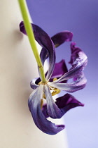 Tulip, Tulipa, Close up of a dried dead flower.