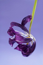 Tulip, Tulipa, Close up of a dried dead flower.