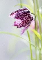 Snake's head fritillary, Fritillaria meleagris. A single flower close up showing detail of checkerboard pattern.