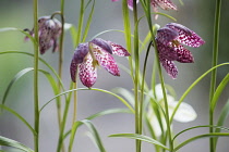 Snake's head fritillary, Fritillaria meleagris. Side on view of several flowers close up showing detail of checkerboard pattern.