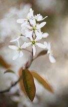 Snowy mespilus, Amelanchier lamarckii. A single flower cluster close  up with soft focus behind.