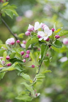 Apple, Malus domestica 'Fiesta' blossoms on twigs.