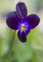Heart's ease, Viola tricolor. Close up.
