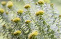Rose root, Rhodiola rosea, used in herbal medicine. Close up of flower heads, selective focus.