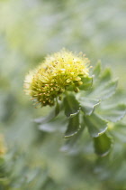 Rose root, Rhodiola rosea, used in herbal medicine. Close up of single flower head, selective focus.