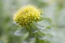 Rose root, Rhodiola rosea, used in herbal medicine. Close up of single flower head, selective focus.