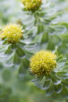 Rose root, Rhodiola rosea, used in herbal medicine. Close up of flower heads, selective focus.