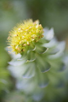 Rose root, Rhodiola rosea, used in herbal medicine. Close up of single flower head, selective focus.