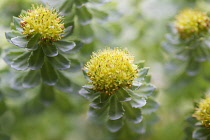 Rose root, Rhodiola rosea, used in herbal medicine. Close up of flower heads, selective focus.