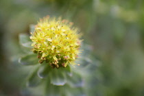 Rose root, Rhodiola rosea, used in herbal medicine. Close up of single flower head, selective focus.