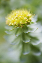 Rose root, Rhodiola rosea, used in herbal medicine. Close up of single flower head, selective focus.