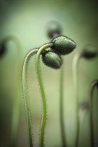 Poppy, Iceland poppy, Papaver nudicaule 'Garden gnome' buds. 2 hairy buds closely entwined.