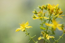 St John's wort, Hypericum perforatum, showing clusters of the yellow flowers with protruding stamens.