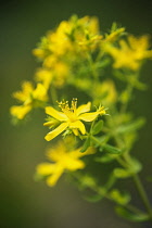 St John's wort, Hypericum perforatum, showing clusters of the yellow flowers with protruding stamens against dark green background.